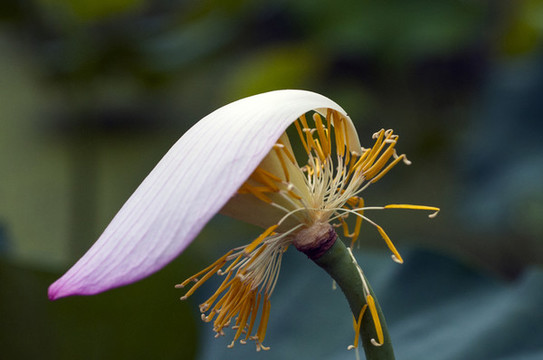 蓮花開(kāi)了