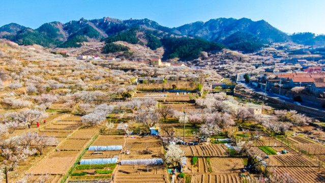 嶗山春天