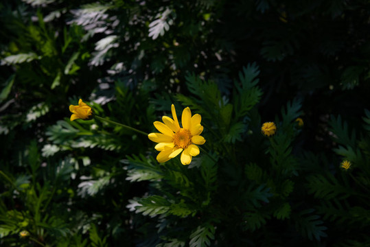 黃金菊