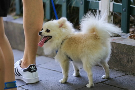 小狗