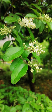 雨后清新枝葉