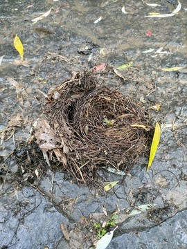 鳥窩
