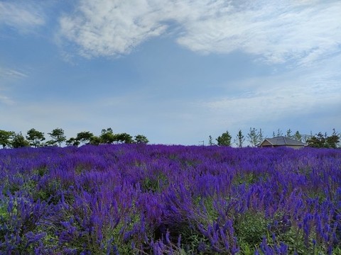 薰衣草