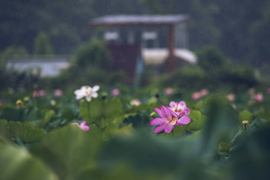 荷塘一景