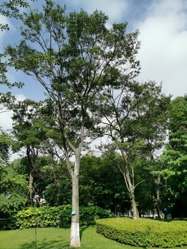 滇樸