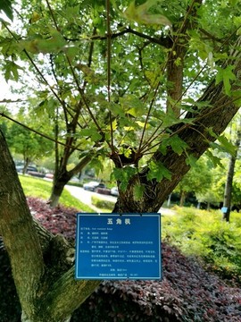 五角楓