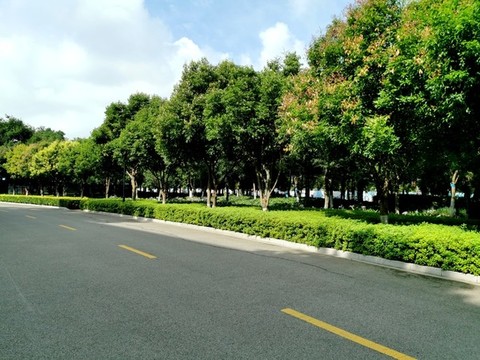 道路景觀綠化
