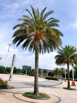中東海棗