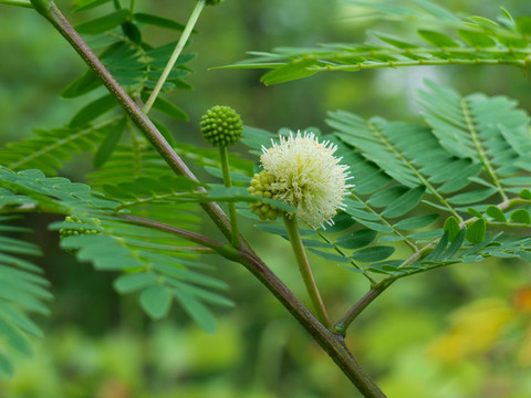 銀合歡的開花期
