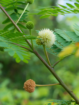 銀合歡的開(kāi)花期