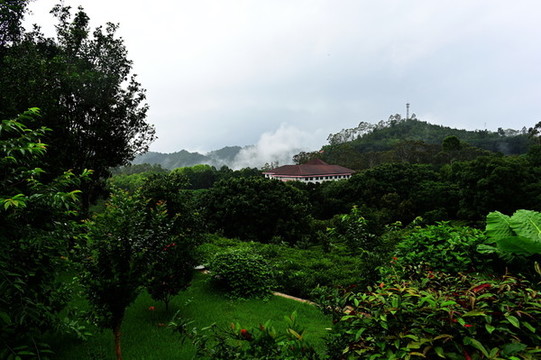 雁南飛茶園