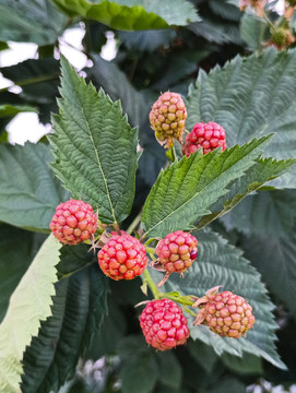 綠葉樹莓果