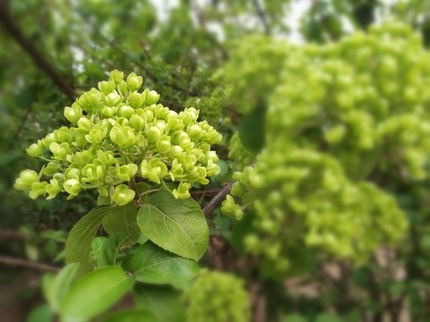 繡球花