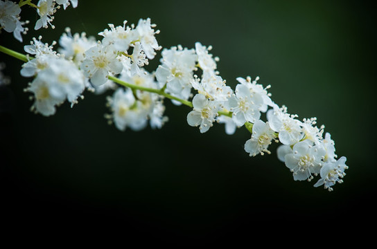 華北珍珠梅