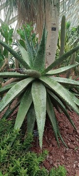 大樹蘆薈