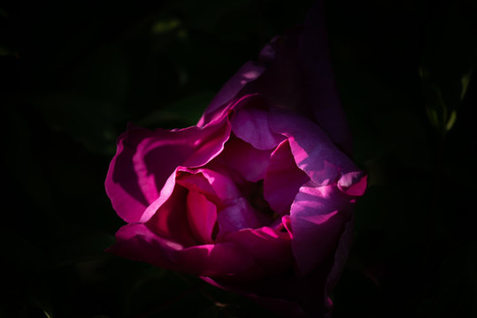 牡丹花特寫照片