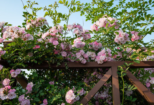 薔薇花特寫(xiě)照片