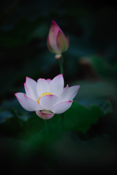 荷花