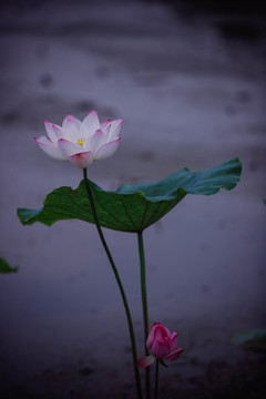 荷花