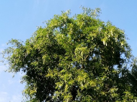 皂莢樹