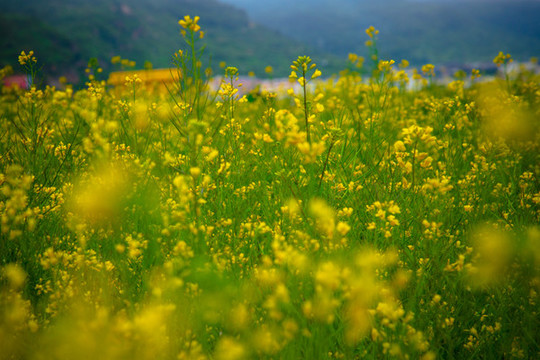 油菜花田