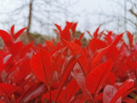 春天的紅葉石楠