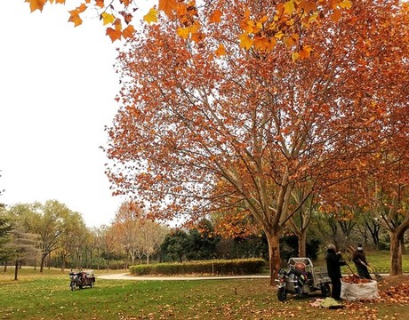 深秋的公園