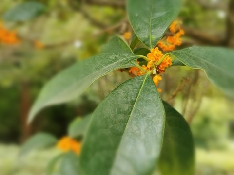 秋天的桂花