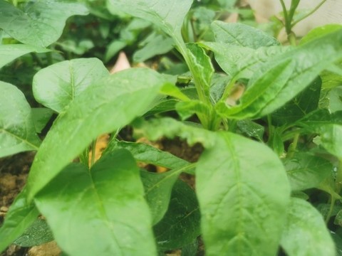 莧菜與荊芥