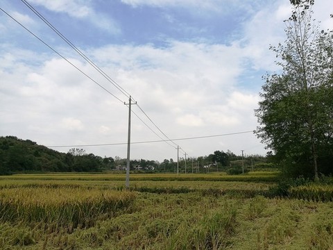 老家農(nóng)村田野稻田