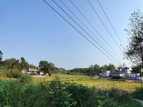 鄉(xiāng)村收割水稻的田野