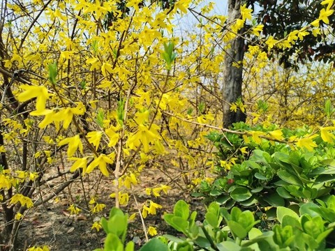 春天的連翹花