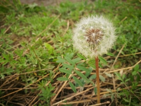 成熟的蒲公英特寫