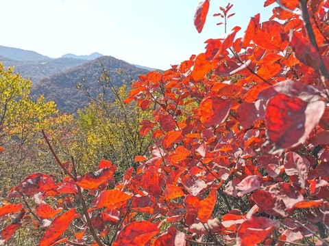 鄭州秋天的紅葉