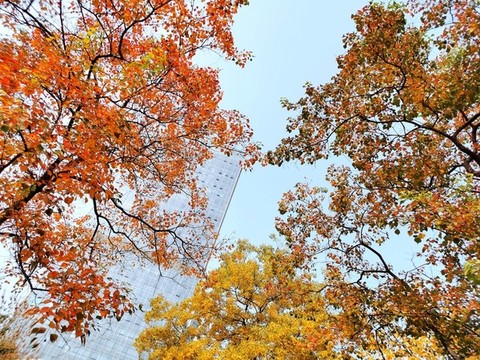 鄭州秋天的紅葉