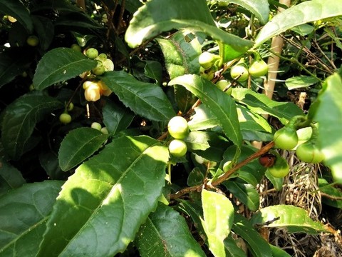 秋天的山茶花