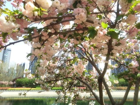 公園的櫻花