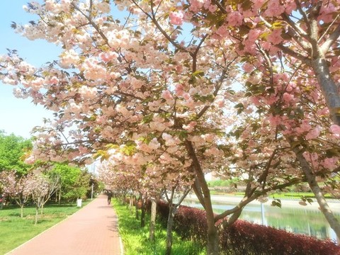 公園的櫻花