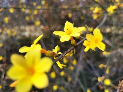 公園的迎春花