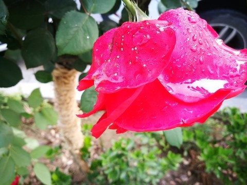 鄭州市花月季
