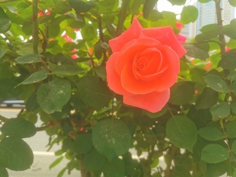 鄭州市花月季