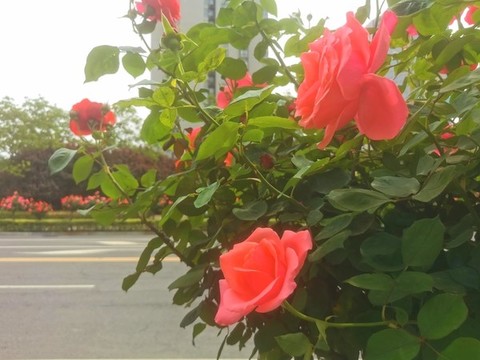 鄭州市花月季