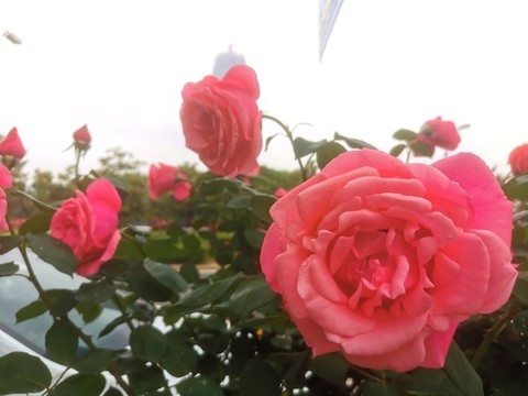 鄭州市花月季
