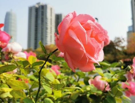 鄭州市花月季