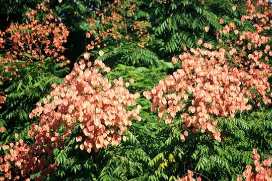 欒樹開花