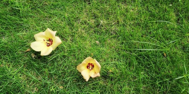 綠地黃花