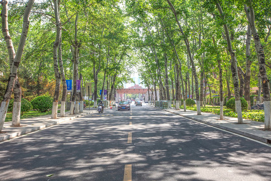 南開大學(xué)東校門林蔭道