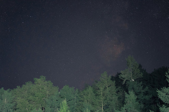 星空松樹