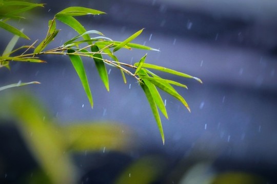 雨中竹葉