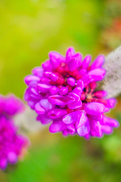 南京三月盛開(kāi)的鮮花紫荊花